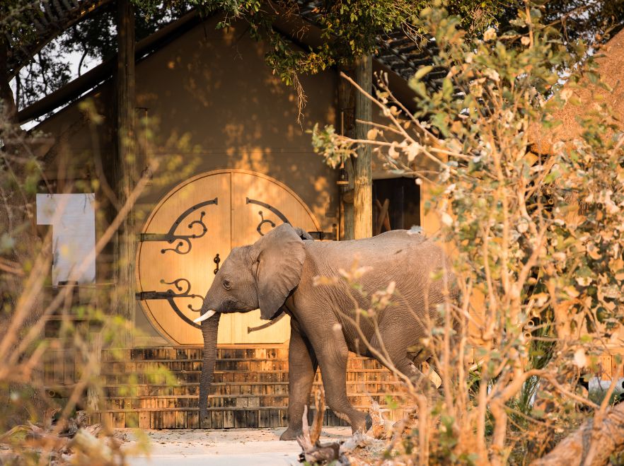Close encounters at Sitatunga Private Island Camp in the Okavango Delta