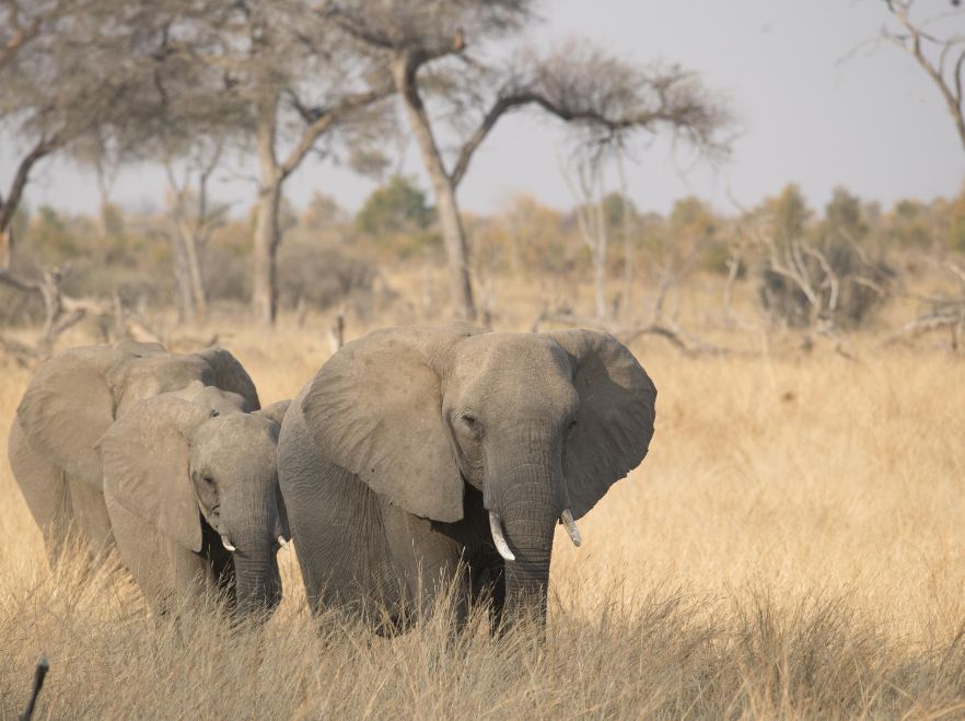 Somalisa, Hwange National Park, Zimbabwe