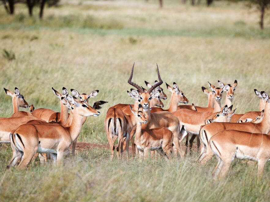 Laba Migration Camp, Serengeti National Park, Tanzania