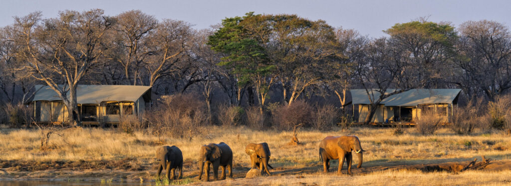 Elephants standing in front of a luxury camp in Zimbabwe.