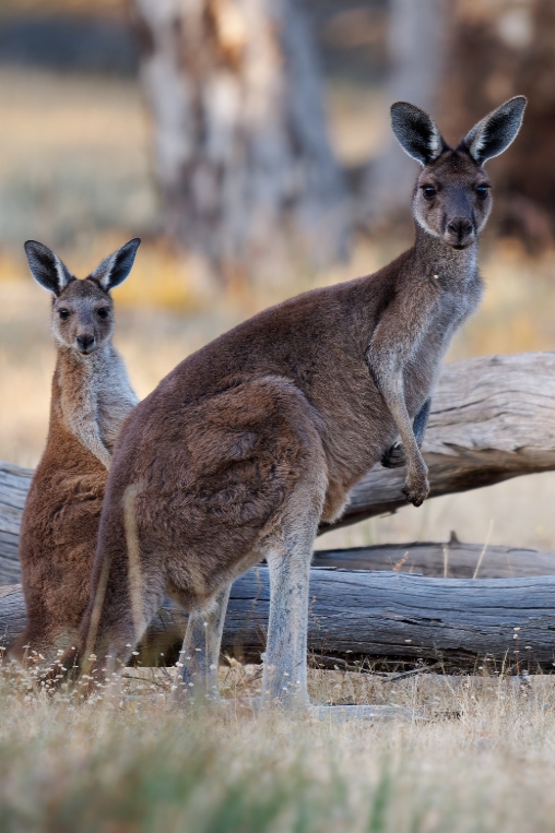 Kangaroo, Australia