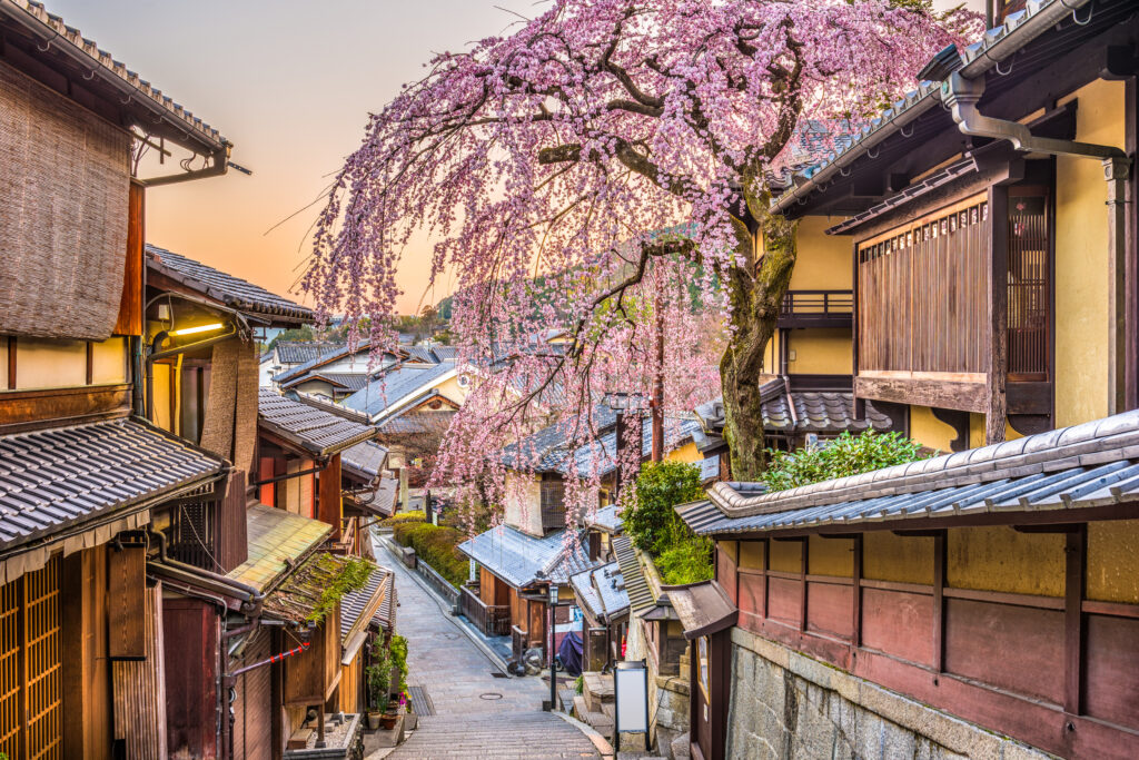 kyoto cherry blossoms