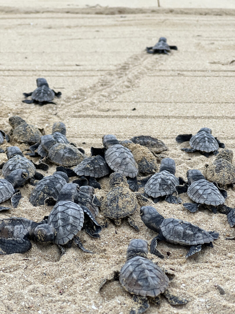 Turtle hatching from July to December, Jamaica Inn