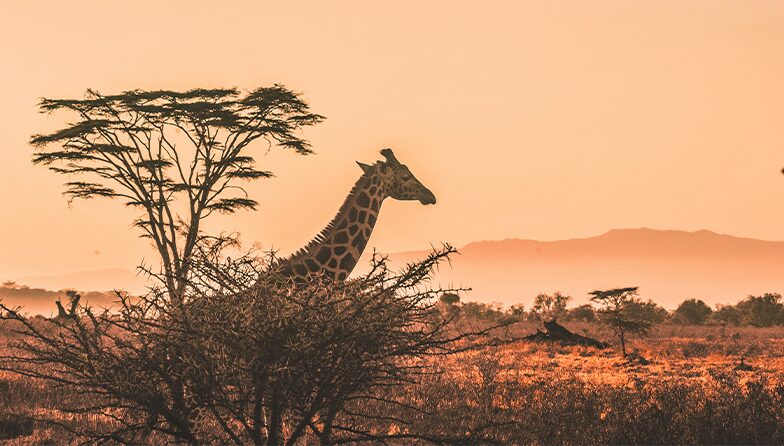 Kenya