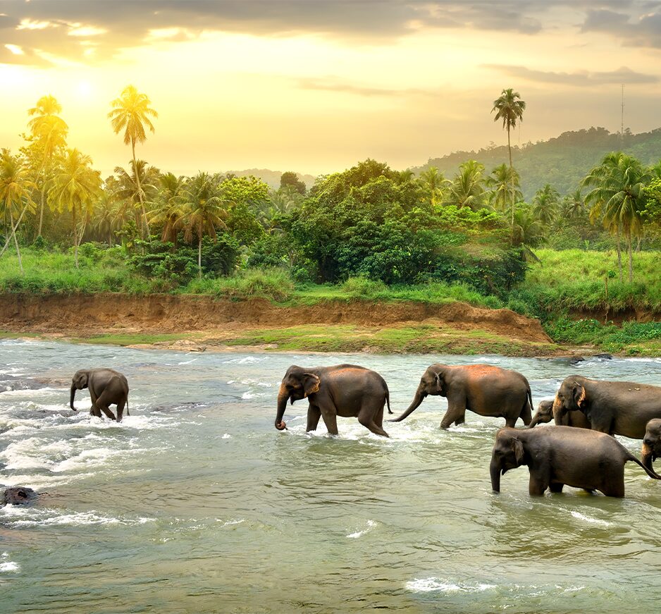 The Essence of Sri Lanka