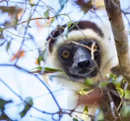 Madagascar: Land of Lemurs