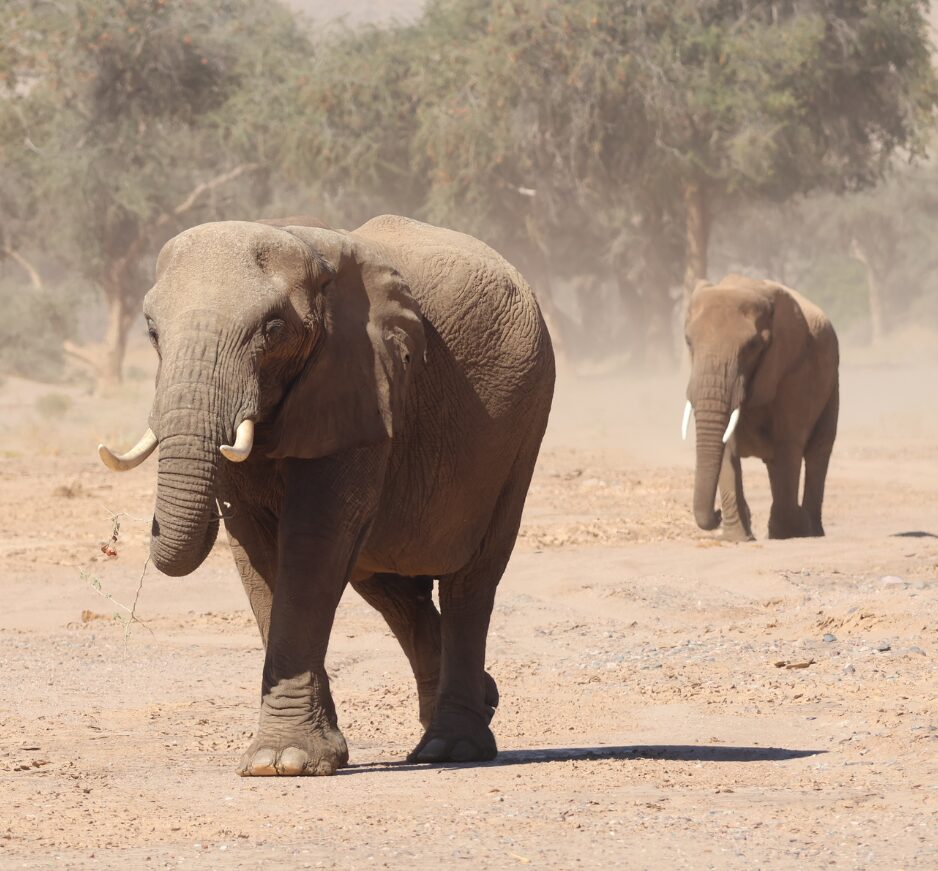 Desert Adapted Elephant, Damaraland, Namibia