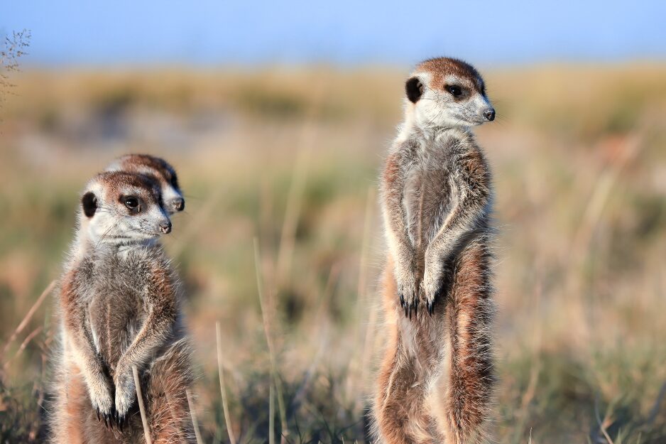 Meerkats in the Makgadikgadi, Botswana