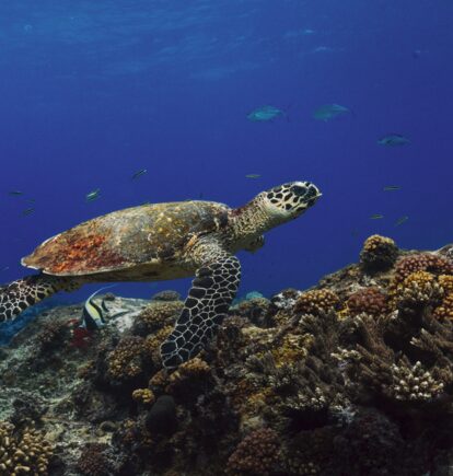 Aqua Lares, Seychelles and Tanzania
