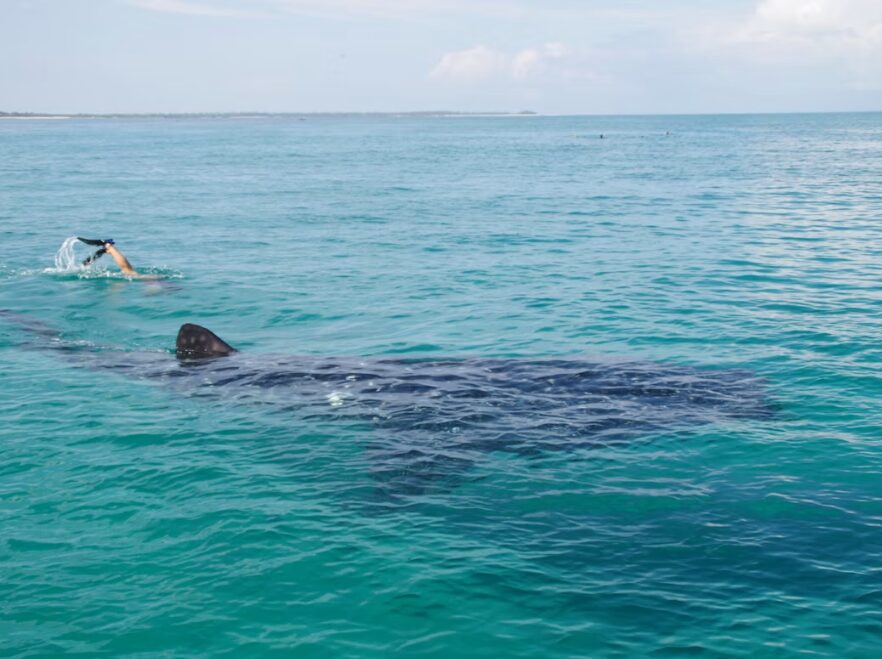 Whale Shark, Mafia Island, Tanzania