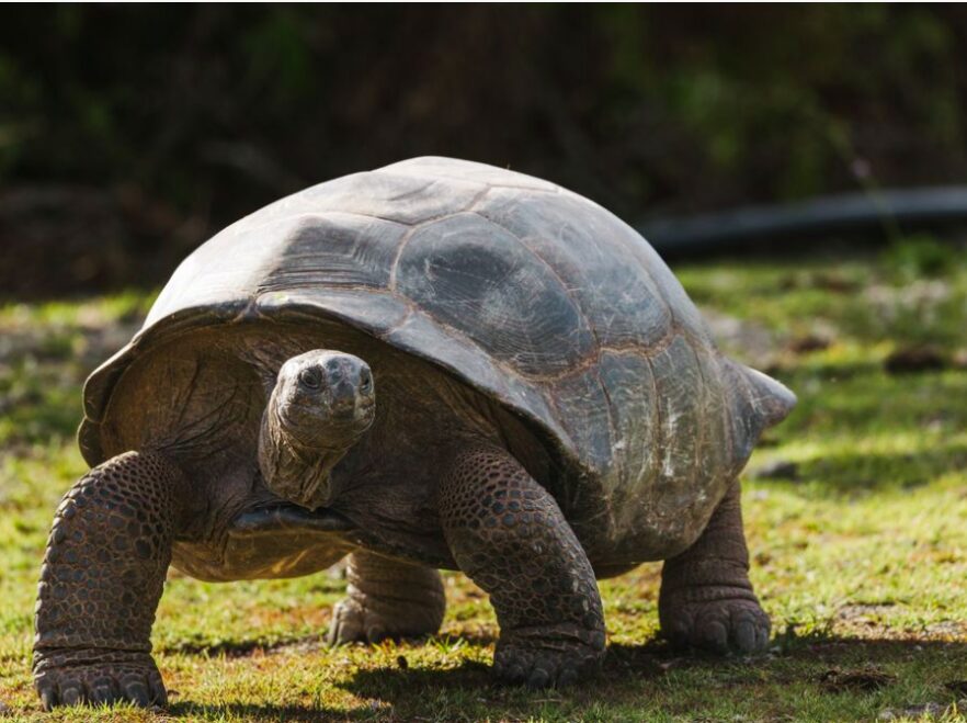 Aldabra Giant Tortoise, Seychelles