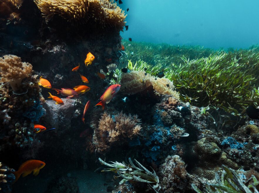 Seychelles marine life
