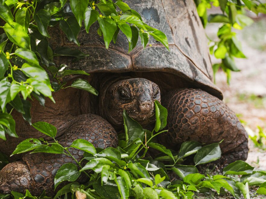 Aldabra Giant Tortoise, Seychelles