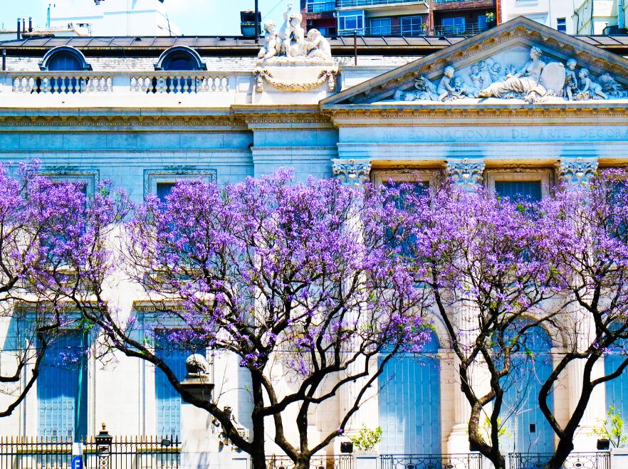 Jacaranda blossom in Buenos Aires
