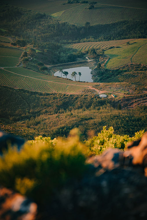 gallery-portraitWinelands