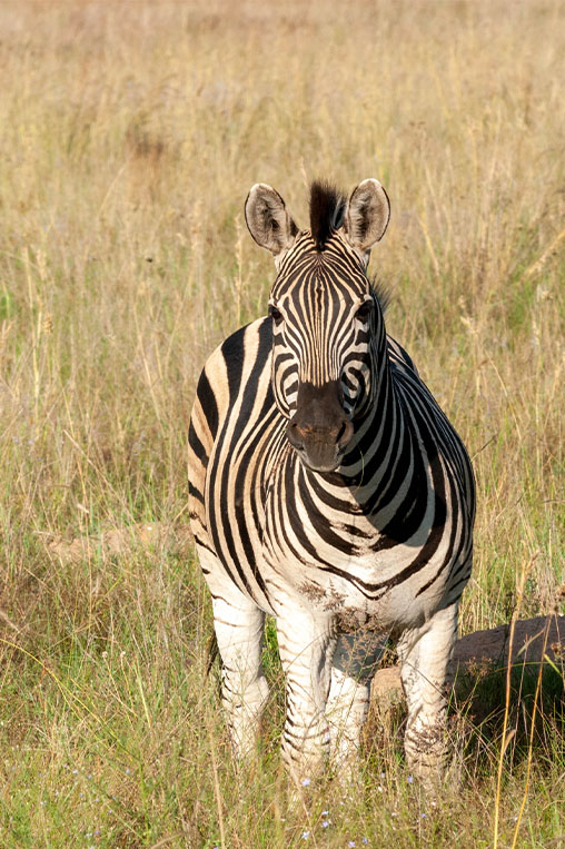 gallery-portraitZebra