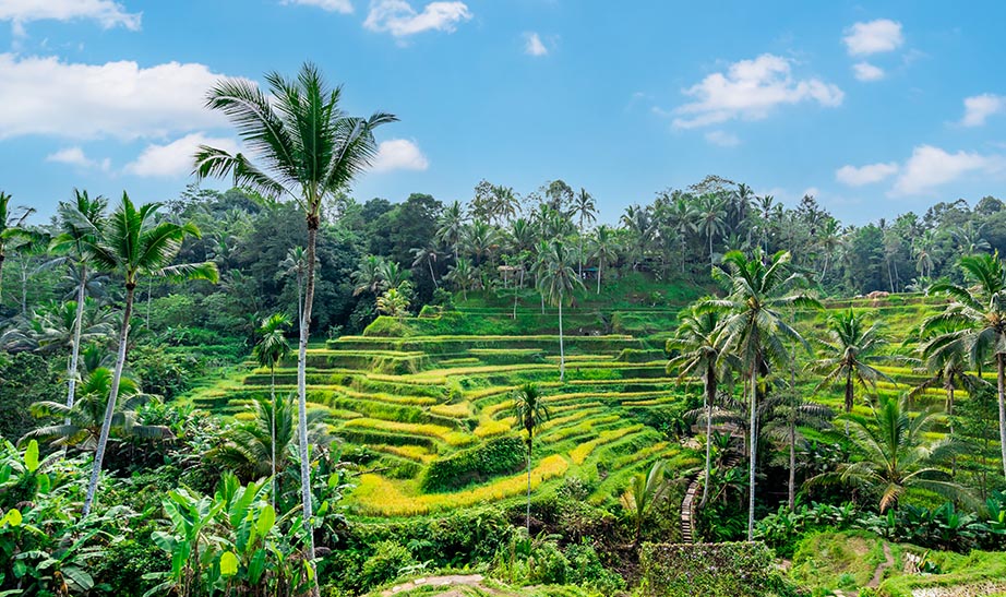 indonesia-gallery-lArtboard-6