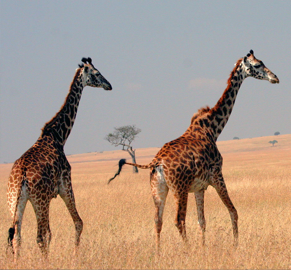 Kenya: From City to Savannah and Sand