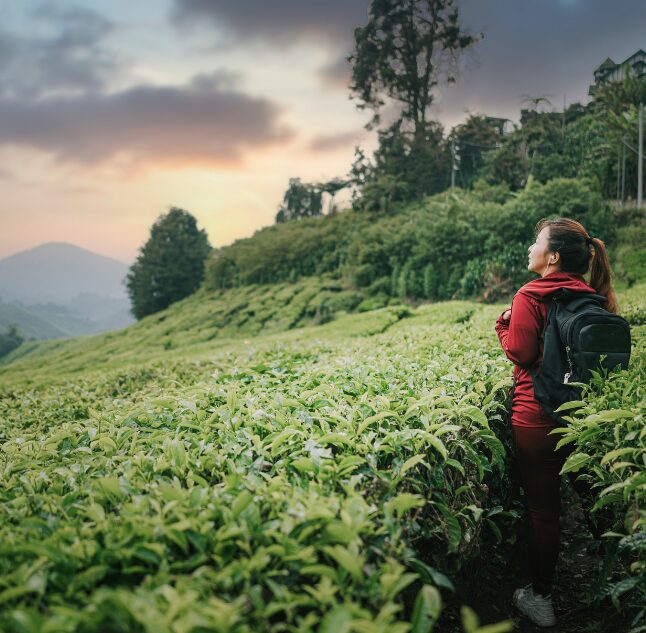 Cameron Highlands, Malaysia