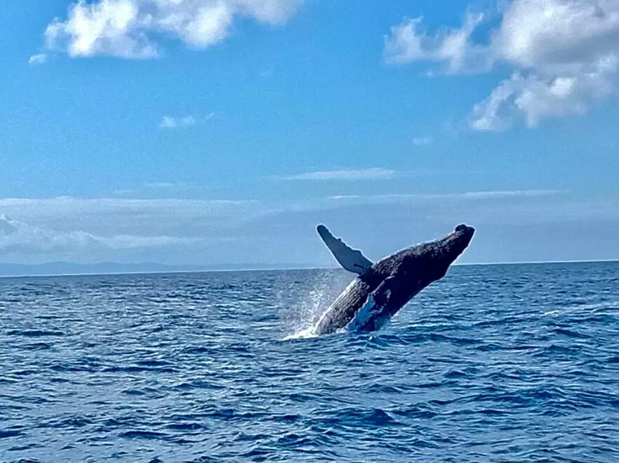 Humpbacks pass by between June and September