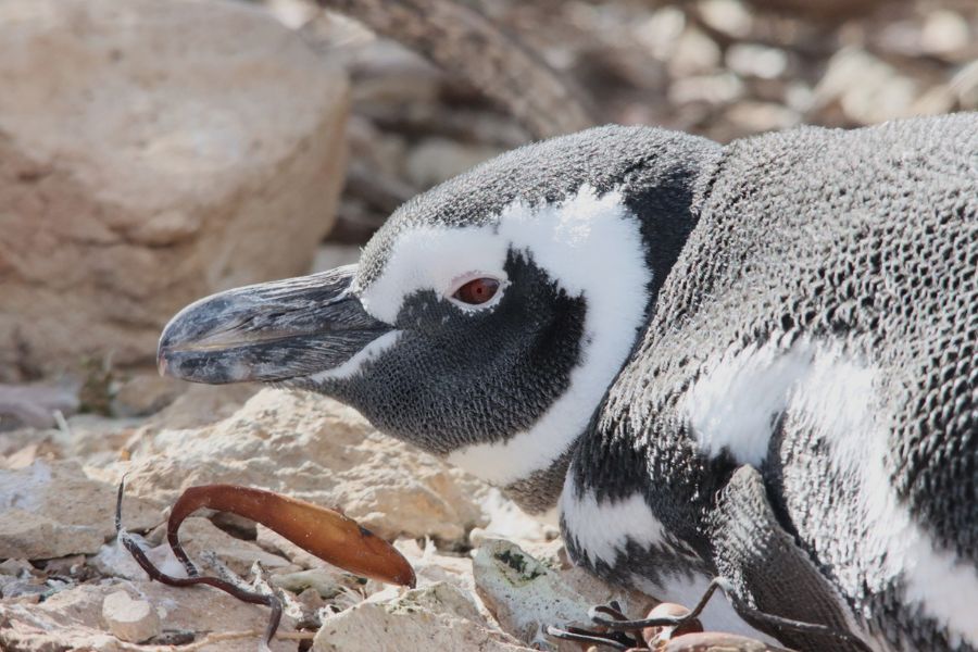 A penguin at Bahia Bustamante