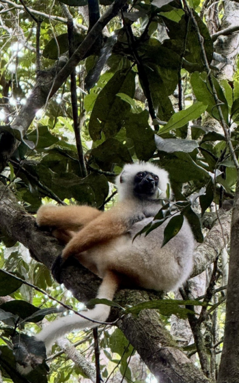 Diademed Sifaka with a white coat, black face and golden limbs, resting on a branch high in the rainforest canopy, Madagascar.