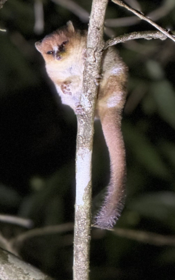 Tiny reddish-brown mouse lemur clinging to a thin branch at night, lit by torchlight. Madagascar.
