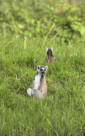 Ring-tailed Lemur sitting upright in long grass on Lemur Island, with a second lemur facing away in the background. Madagascar.