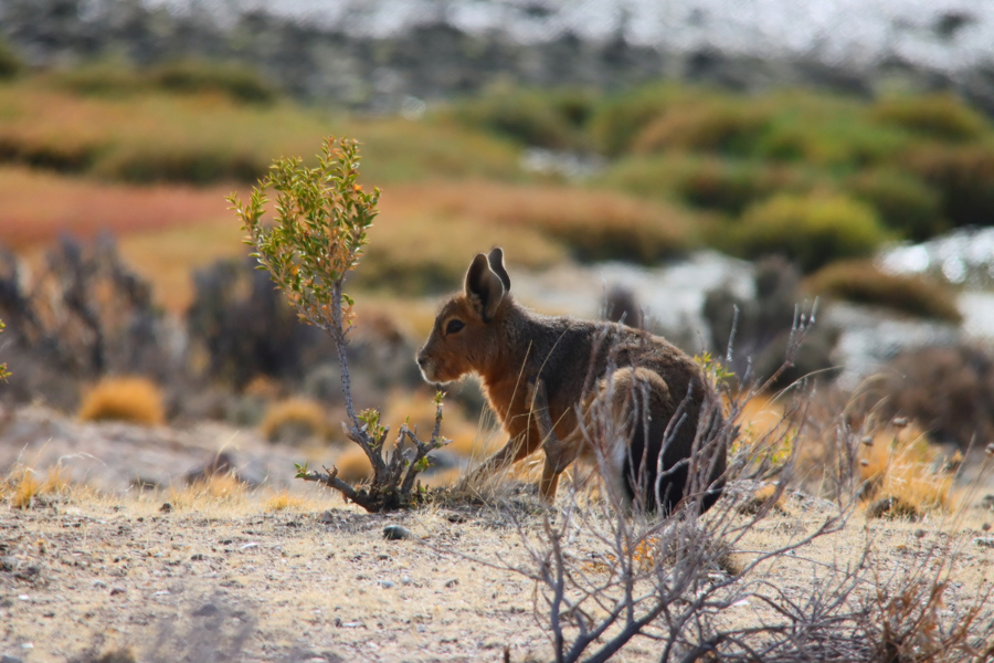 Spot Patagonian Mara on the Steppe