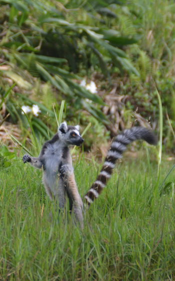 Ring-tailed Lemur standing on its hind legs in long grass on Lemur Island, its black and white striped tail curled high behind it. Madagascar.