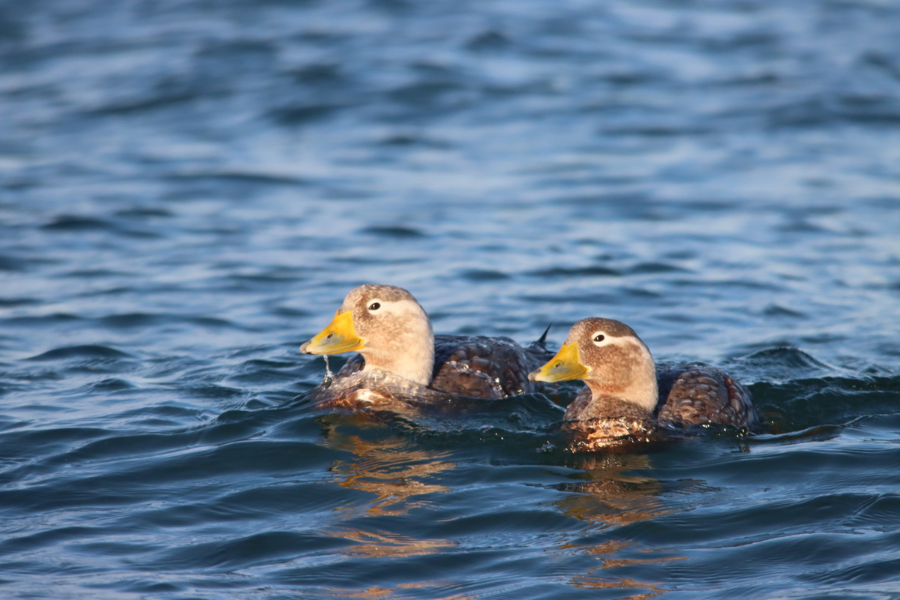 Steamer ducks at Bahia Bustamante