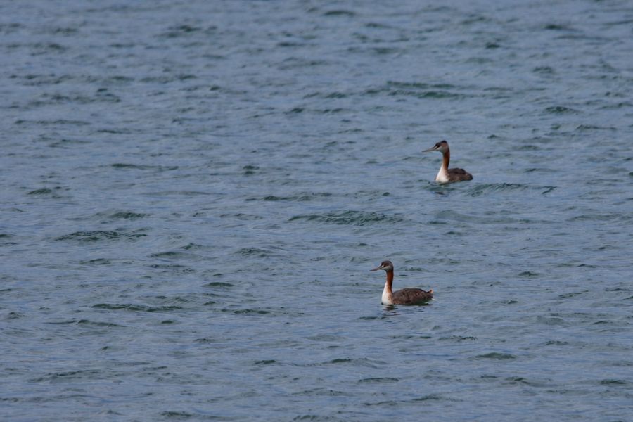 Two grebes on the Patagonian coast