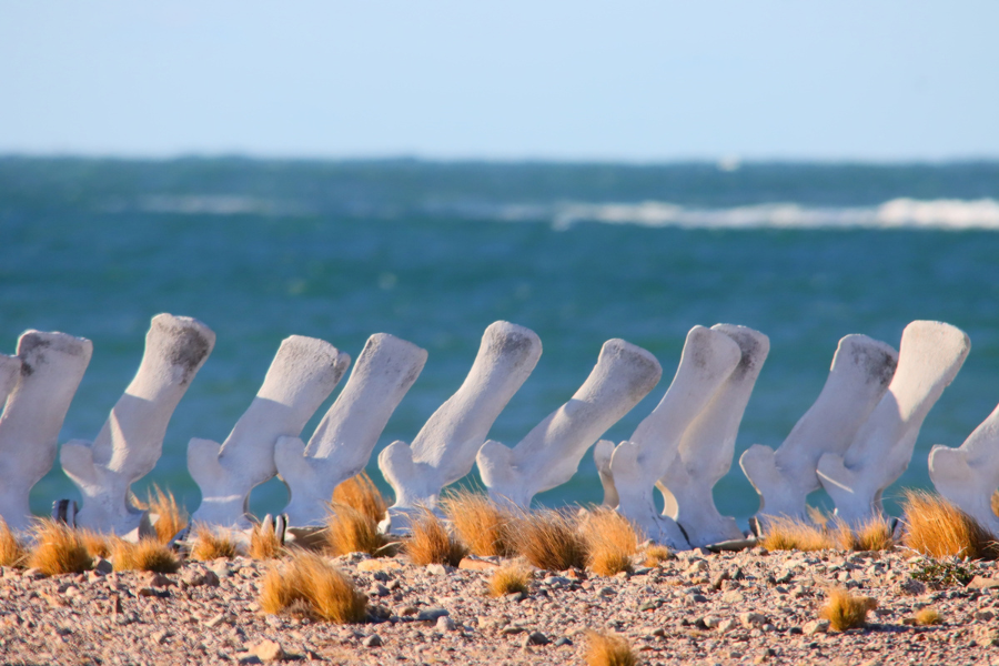 Whale bones on the shore of Bahia Bustamante
