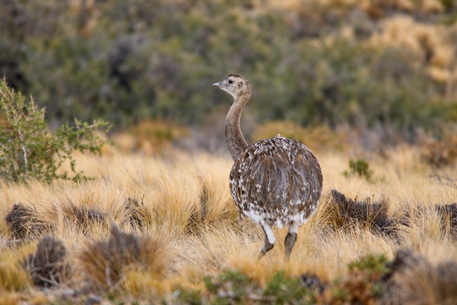 A lone rhea in Patagonia