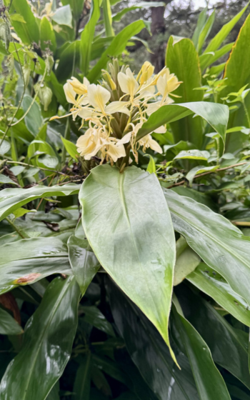 Cluster of pale yellow ginger lily flowers rising above large glossy green leaves in the rainforest.