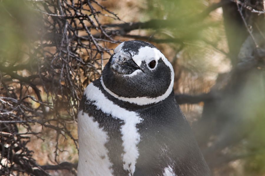 Magellanic penguin hiding in the bushes