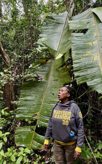 Guide standing beneath an enormous banana-like leaf in the rainforest, calling out to the Lemurs in Madagascar.
