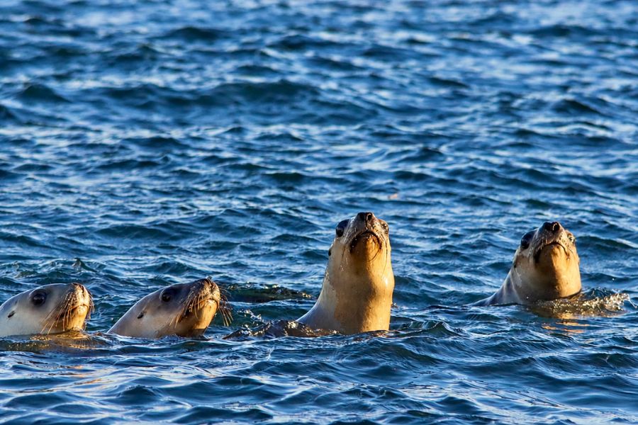 With sea lions it is never quite clear who is watching who