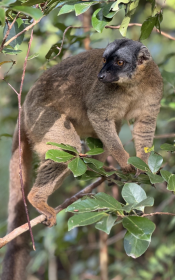 Common Brown Lemur with a dark face and amber eyes, perched on a leafy branch in the Andasibe rainforest, Madagascar.