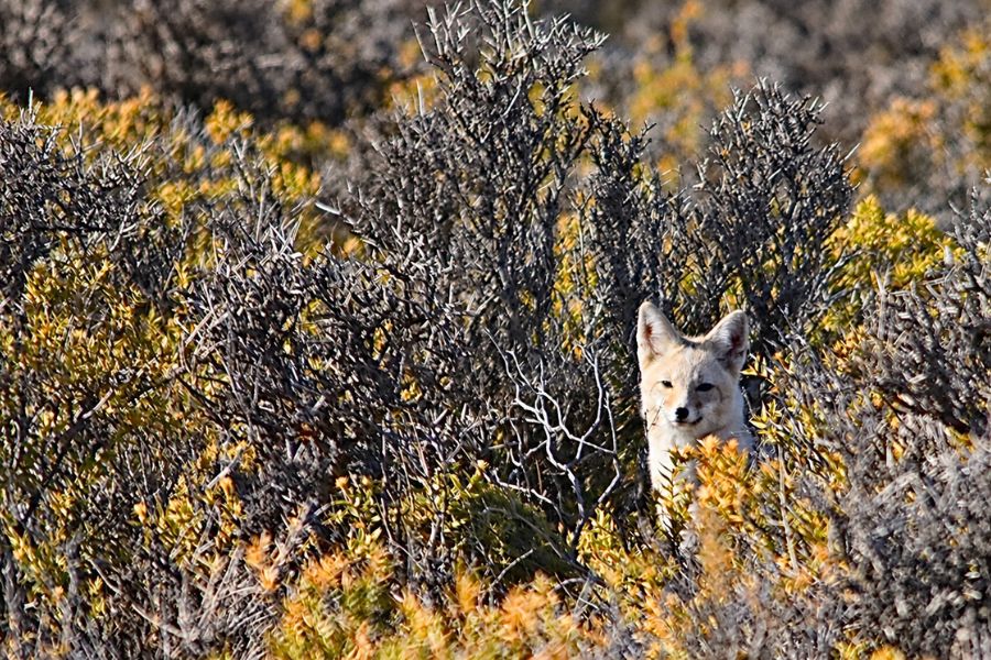 A Patagonian Fox