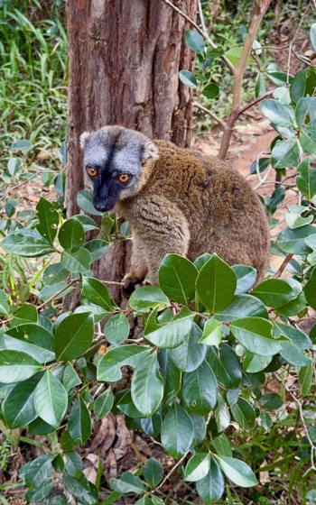 Common Brown Lemur with a grey and black face and amber eyes, sitting among green leaves beside a tree trunk in Madagascar.