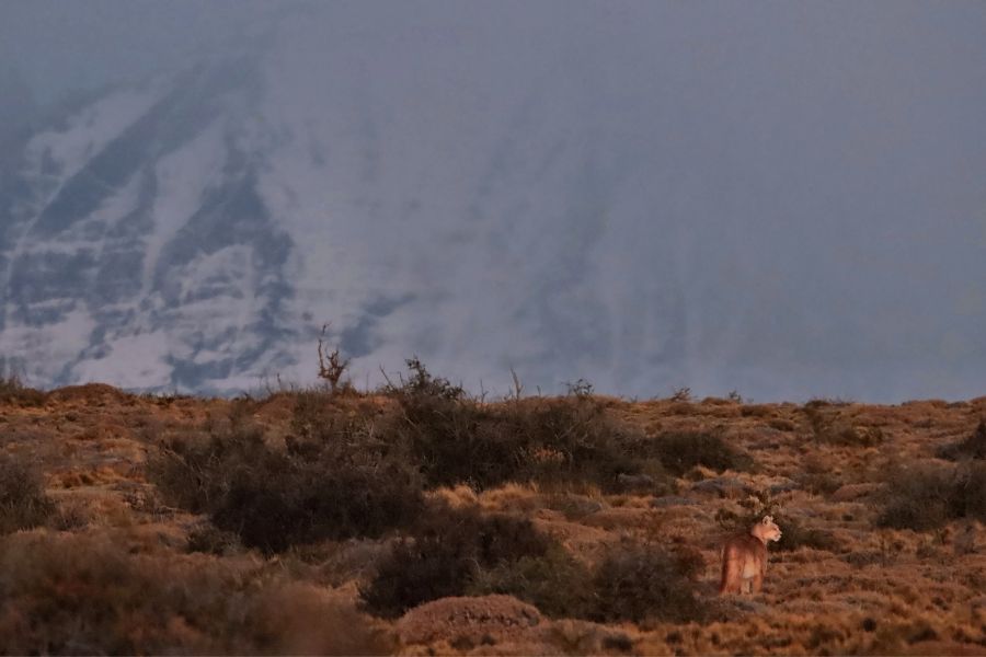 We will spot a puma?