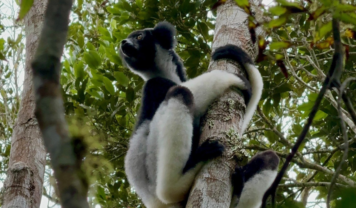 Black and white Indri clinging to a tree trunk, looking upwards into the canopy of the Andasibe rainforest, Madagascar.