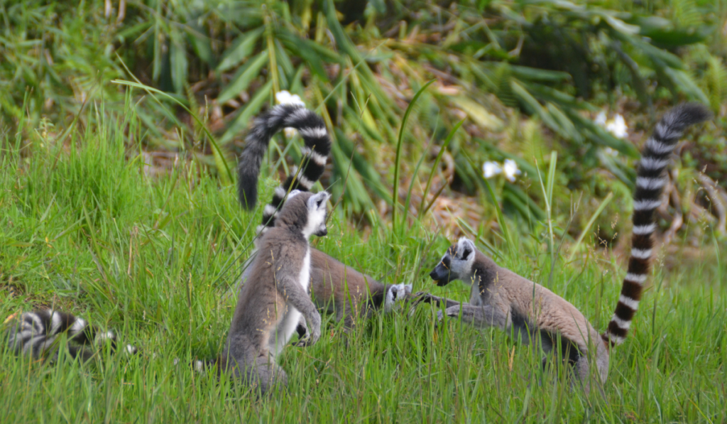 Discovering the Wildlife of Andasibe and Lemur Island