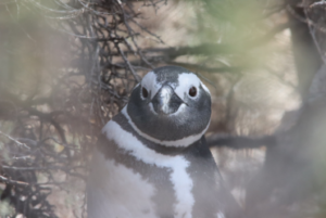 Magellanic penguin at Bahia Bustamante