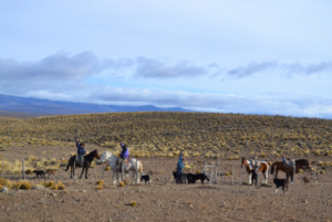 Gauchos on the Steppe