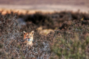 The elusive Patagonian Puma